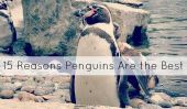 Penguins in Costume et 14 d'autres raisons gorfous