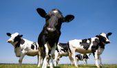 Combien de méthane produit une vache?  - Une comparaison avec les humains