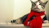 12 Costumes d'Halloween pour les meilleurs chats sur Etsy