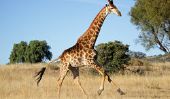Combien de vertèbres cervicales a la girafe?