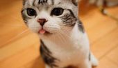 Juste une tonne de chats coller leur langue sur vous