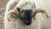 Valais nez noir moutons achat - Avis