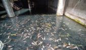Centre commercial abandonné à Bangkok Turns Into Fish Pond