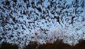 Bracken Bat Cave: la plus grande colonie de chauve-souris au monde