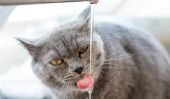Cat boit beaucoup d'eau - une cause de préoccupation?