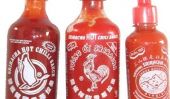 Détruise des vies de Sriracha, Doggies obtiennent haut et comme un chat Odeurs