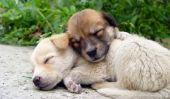Recroquevillé dans une balle ou vautré: Que Vos Sleeping Dogs Position Vraiment Moyens