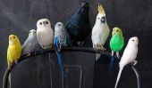 Faux Taxidermie Tendance: Birds of a Feather