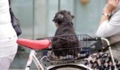 panier de chien pour le vélo - de sorte que vous pouvez voyager en toute sécurité avec votre chien