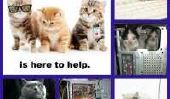 Kitten département informatique est là pour aider (Photos)