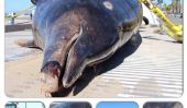 Dents de sabre Whale est Second Sea Monster se laver à terre dans le sud de la Californie cette semaine