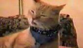 Cat Sings Bob Seger (Vidéo)