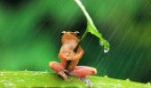 Clever Frog Weathers Tempête Sous Petit Parapluie