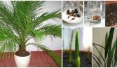 Comment cultiver le palmier dattier de Graines
