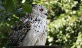 Owl - imitent leurs sons de sorte que vous pouvez apprendre