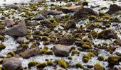 Souris Glacier: A Rolling Stone ne recueille Moss