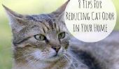 8 conseils pour réduire l'odeur de chat dans votre maison