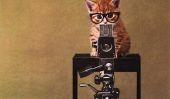 Couvre Kitten: Albums réinventée avec minous ... Cutest Thing Ever!  (Photos)