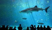 7 Doit-Voir Aquariums Across America