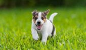 Nourrir et éduquer un Beagle correctement - la coexistence tel succès