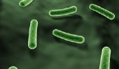 Enterobacter cloacae - ce que vous devez savoir sur les bactéries