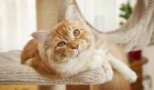 Construire griffoir pour chats eux-mêmes - comment cela fonctionne: