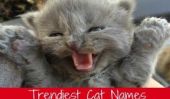 Top 5 Branché Cat Noms