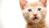 La dentition chez les chats - de sorte que vous soutenez votre chat