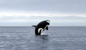 L'observation des baleines en mer du Nord - Les clés du succès observation des baleines