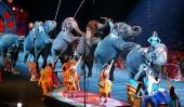 LA penche sur l'interdiction des éléphants de cirque