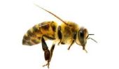 Skyward Sword: recueillir des larves d'abeilles - comment cela fonctionne: