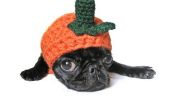 Les 20 Costumes d'Halloween pour les plus adorables chiens sur Etsy (Photos)