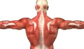 Nombre de muscles chez les humains - qu'il faut savoir sur le renforcement musculaire humaine