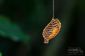Cocoon de la Urodidae Moth