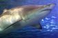 «Documentaire» Hoax Shark Week Megalodon Gets Discovery Channel accusée de tromperie