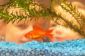Garder le poisson rouge dans un aquarium - si vous créez une oasis pour les poissons