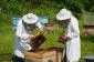 Bienenkot - En savoir pour les «jeunes» des apiculteurs