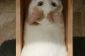 14 chats qui ont trouvé le tiroir parfaite