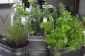 Herb décoration - les 11 meilleures idées de bricolage