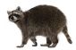 Piège de Raccoon - Comment arrêter roomates Coon