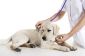 NC pour la médecine vétérinaire - sachant à propos des conditions d'études et d'expiration