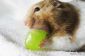 9 adorables hamsters Avec abajoues Over-farcis