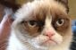Aubrey Plaza explique exactement comment regarder le nouveau film Grumpy Cat
