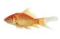 Gold fish spawn - Conseils pour la culture