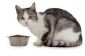 Hygiène alimentaire mélange de chat lui-même - comment cela fonctionne: