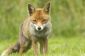 Fuchs - caractéristiques du chasseur simplement expliqué