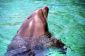 Habitat des dauphins - En savoir plus