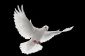 Dissuader les pigeons - si vous conduisez les fauteurs de troubles à plumes depuis votre balcon