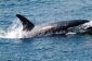 Les étudiants protester Ayant Prom Au SeaWorld, exiger la liberté pour Orcas