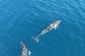 Dolphins en Croatie - conseils d'initiés pour un voyage en bateau agréable
